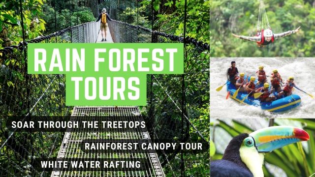 Rain Forest Tours